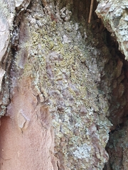 Hypocenomyce scalaris