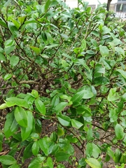 Magnolia figo