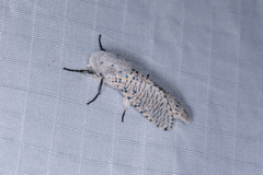 Polyphagozerra coffeae