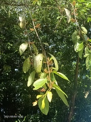 Dendrophthoe pentandra