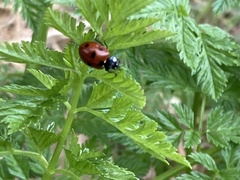 Coccinella septempunctata