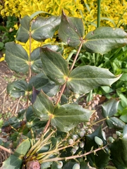 Berberis bealei
