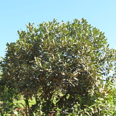 Euclea natalensis natalensis