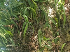 Pyrrosia adnascens