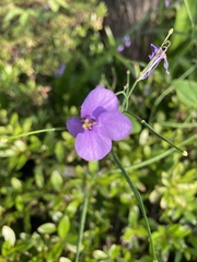 Orychophragmus violaceus