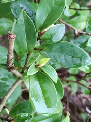 Magnolia figo