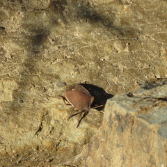 Basicryptus costalis