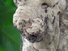 Ropalidia flavobrunnea