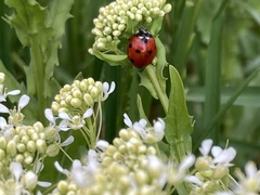 Coccinella septempunctata