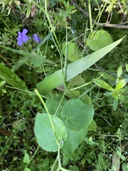 Orychophragmus violaceus