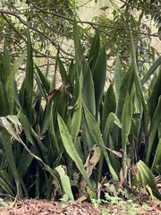 Sansevieria trifasciata