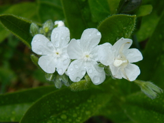 Dasynotus daubenmirei