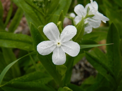 Dasynotus daubenmirei