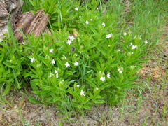 Dasynotus daubenmirei