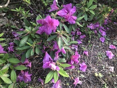 Rhododendron