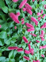 Acalypha pendula