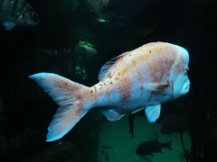 Chrysoblephus gibbiceps