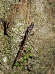 Ploiaria antipodum