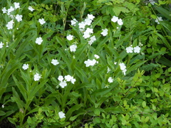 Dasynotus daubenmirei