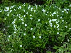 Dasynotus daubenmirei