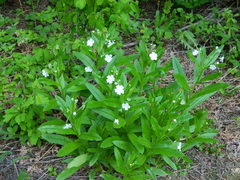 Dasynotus daubenmirei