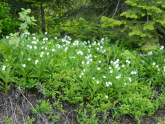 Dasynotus daubenmirei