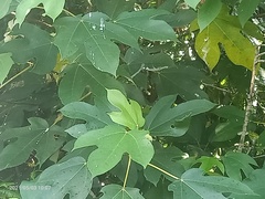 Ficus