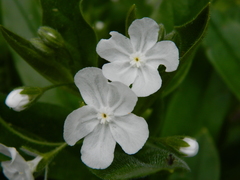 Dasynotus daubenmirei