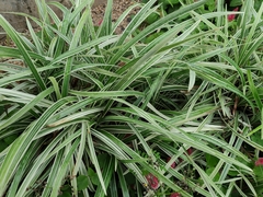 Ophiopogon jaburan