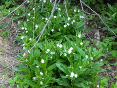 Dasynotus daubenmirei