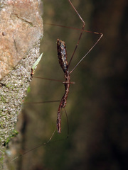 Ploiaria antipodum