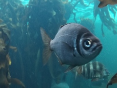 Boopsoidea inornata