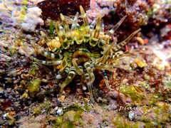 Anthopleura handi