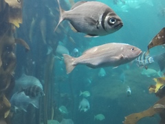 Argyrozona argyrozona