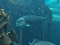 Sparodon durbanensis