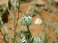 Cryptantha barbigera