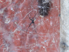 Latrodectus