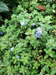 Evolvulus glomeratus