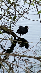 Fulica atra