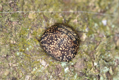 Phyllomegacopta majuscula