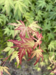 Acer palmatum