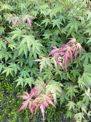Acer palmatum