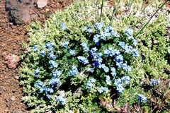 Eritrichium argenteum