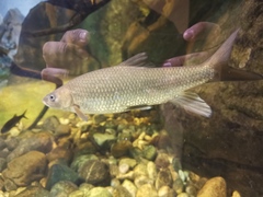 Cheilobarbus capensis