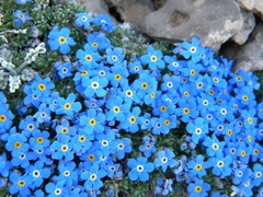 Eritrichium argenteum