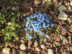 Eritrichium argenteum