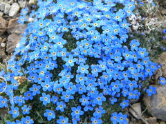 Eritrichium argenteum