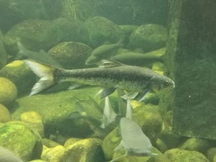 Labeo umbratus