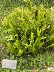 Microsorum punctatum