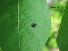 Charagochilus angusticollis